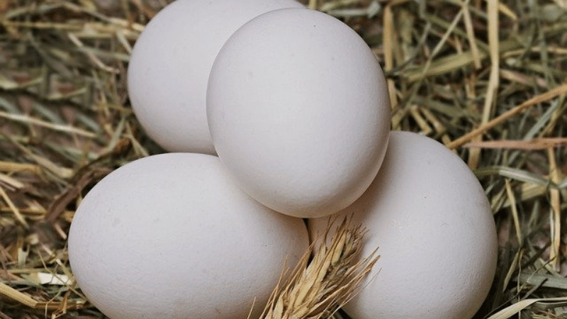 Gambar 3. Putih telur